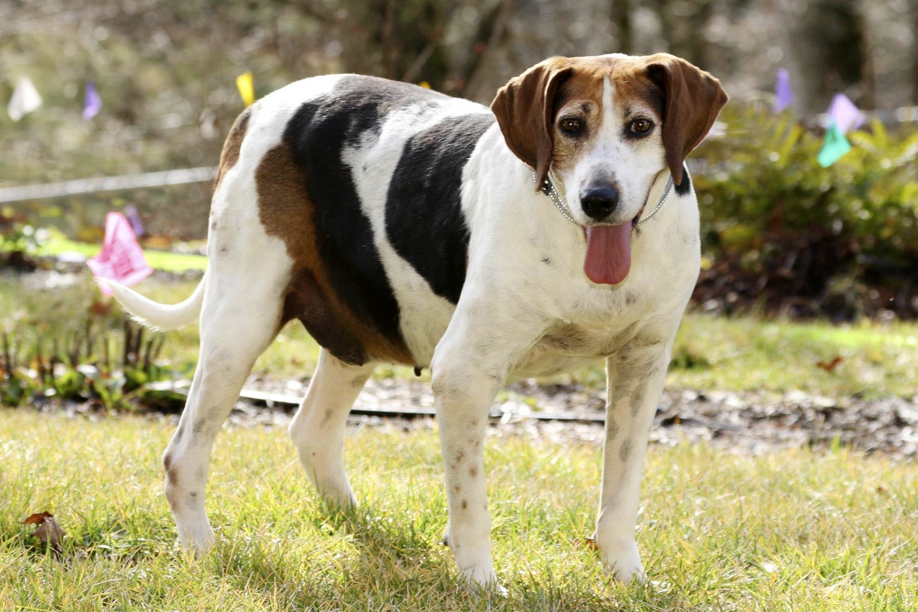 Mitch, an adoptable Treeing Walker Coonhound in Cashiers, NC, 28717 | Photo Image 3