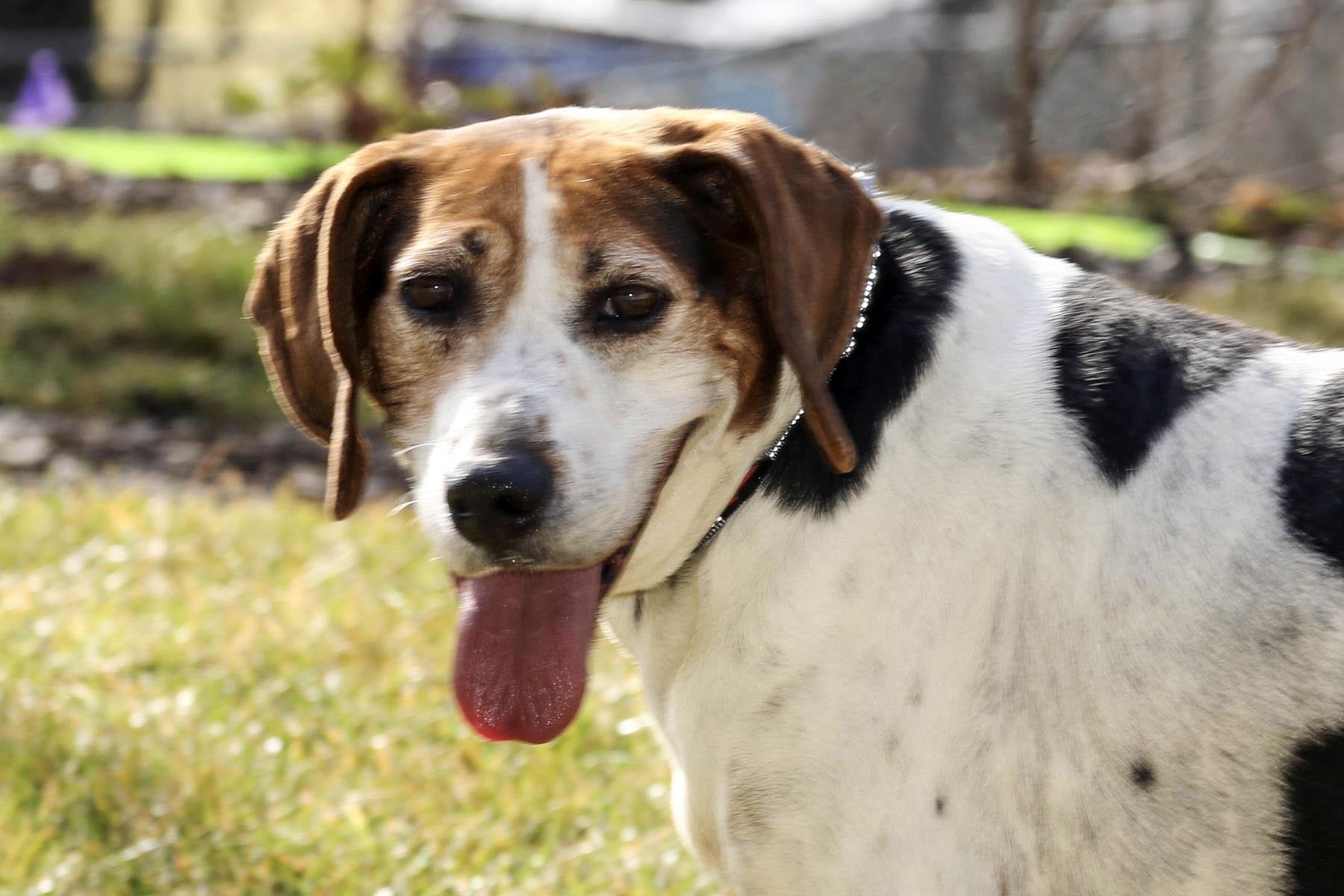 Mitch, an adoptable Treeing Walker Coonhound in Cashiers, NC, 28717 | Photo Image 4
