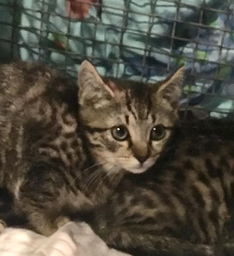 Nali (Cinna), an adoptable Tabby, Extra-Toes Cat / Hemingway Polydactyl in Sayreville, NJ, 08872 | Photo Image 2