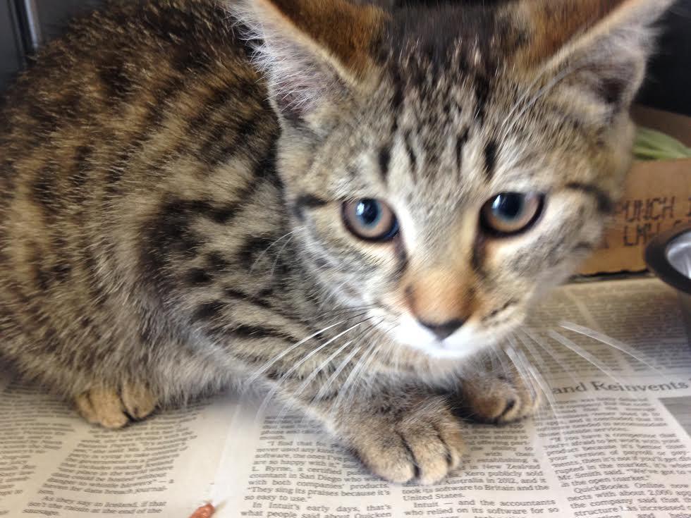 Nali (Cinna), an adoptable Tabby, Extra-Toes Cat / Hemingway Polydactyl in Sayreville, NJ, 08872 | Photo Image 4