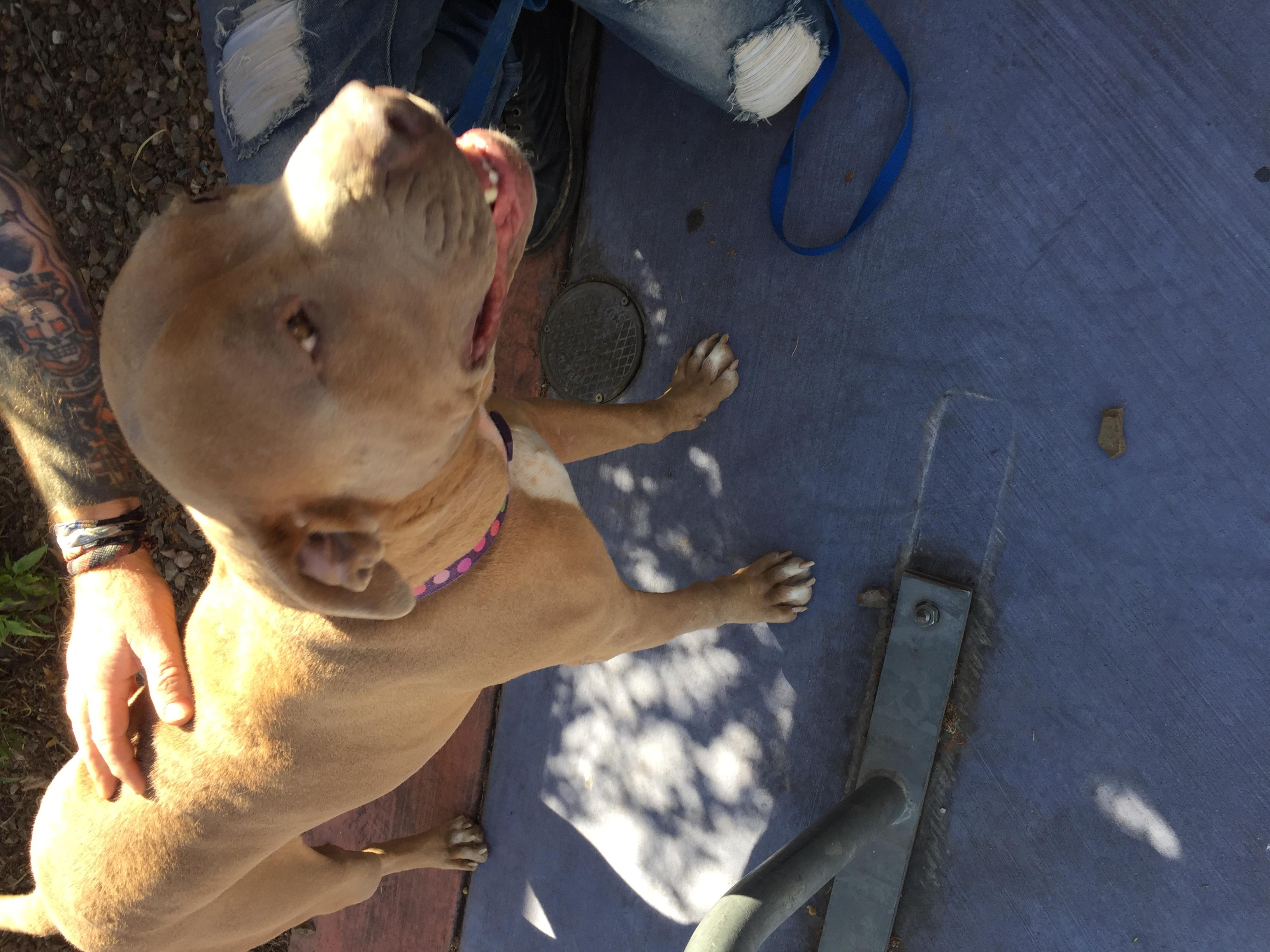 TOBY, an adoptable Shar-Pei, Boxer in Oro Valley, AZ, 85737 | Photo Image 2