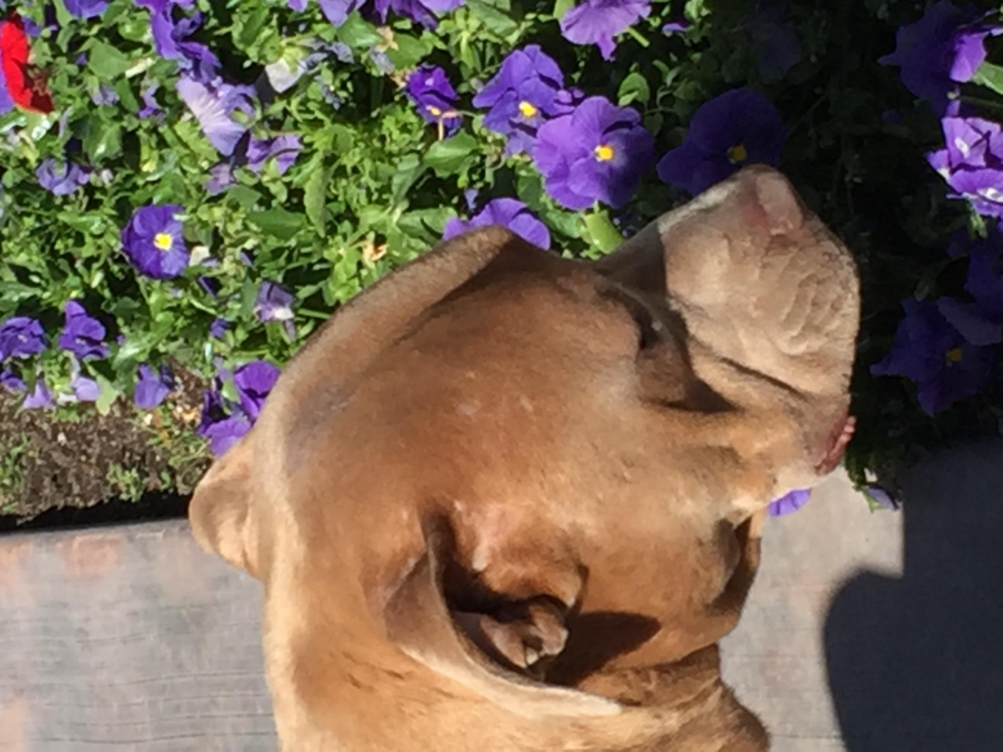 TOBY, an adoptable Shar-Pei, Boxer in Oro Valley, AZ, 85737 | Photo Image 3