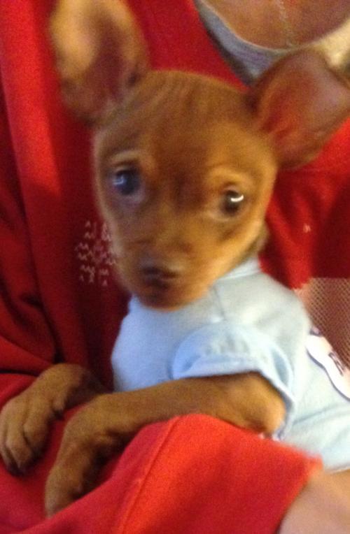 Miniature pinscher x cheap chihuahua for sale