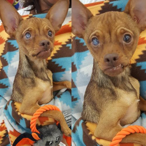 !  1 Tito, an adoptable Miniature Pinscher, Chihuahua in Colton, CA, 92324 | Photo Image 2