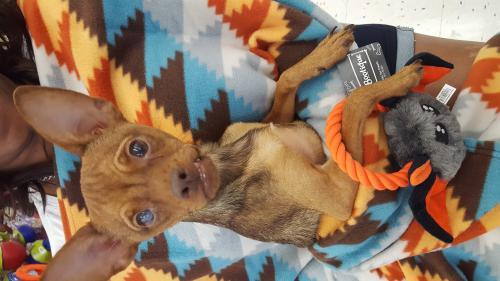 !  1 Tito, an adoptable Miniature Pinscher, Chihuahua in Colton, CA, 92324 | Photo Image 3