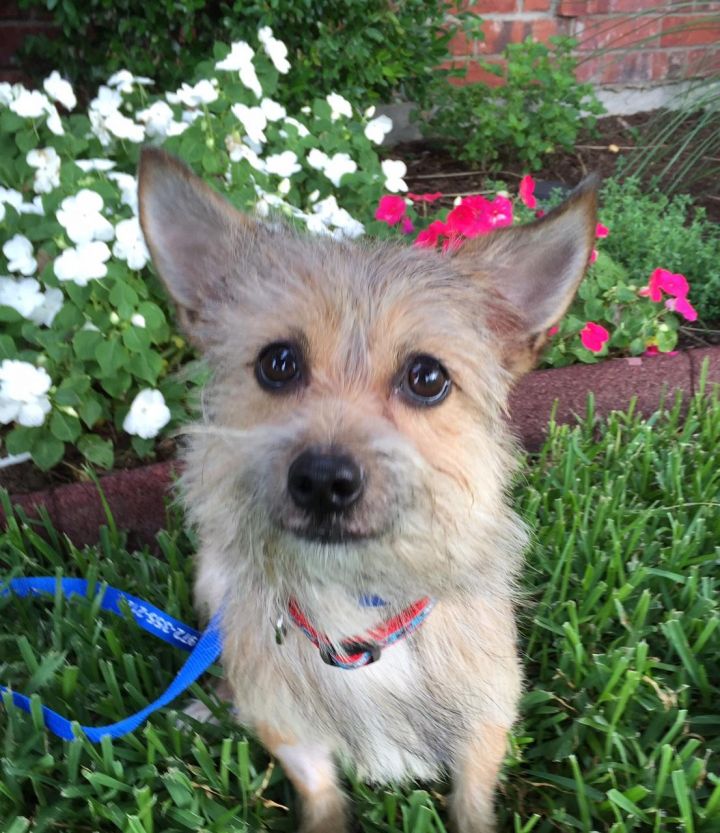 Toby, an adopted Yorkshire Terrier & Chihuahua Mix in Dallas, TX_image-1