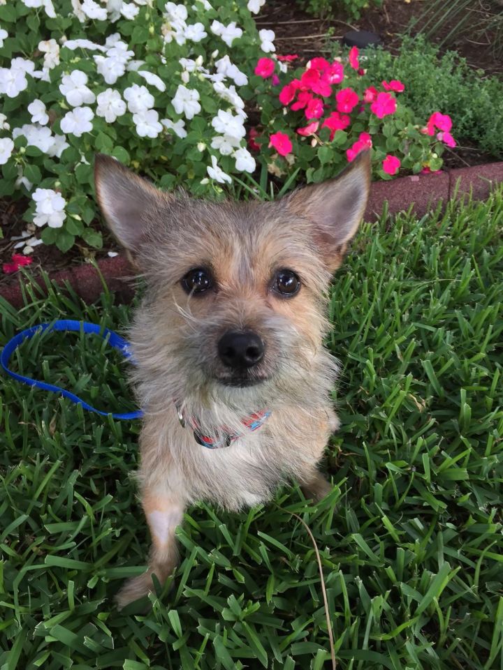 Toby, an adopted Yorkshire Terrier & Chihuahua Mix in Dallas, TX_image-3