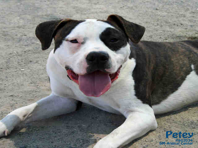 ANDY, an adoptable Pit Bull Terrier, Boxer in Santa Maria, CA, 93455 | Photo Image 1