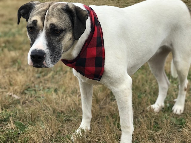Marla, an adoptable Labrador Retriever & Shepherd Mix in Russellville, KY_image-2