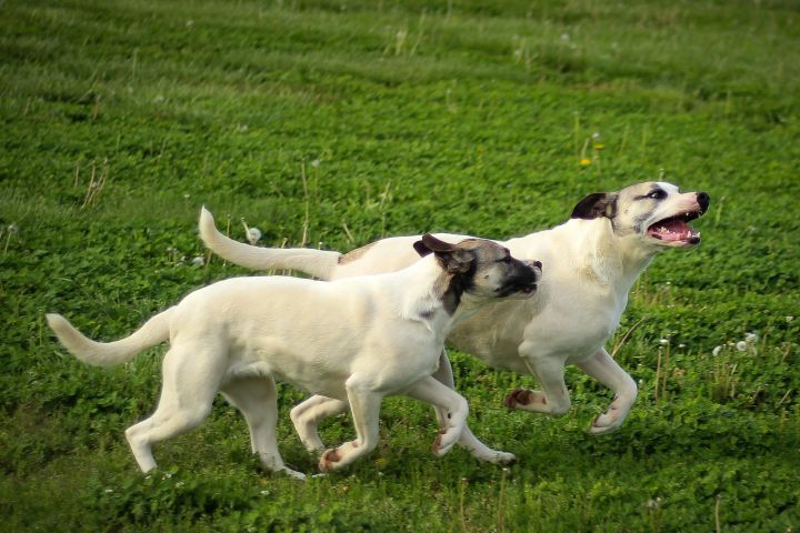 Marla, an adoptable Labrador Retriever & Shepherd Mix in Russellville, KY_image-4
