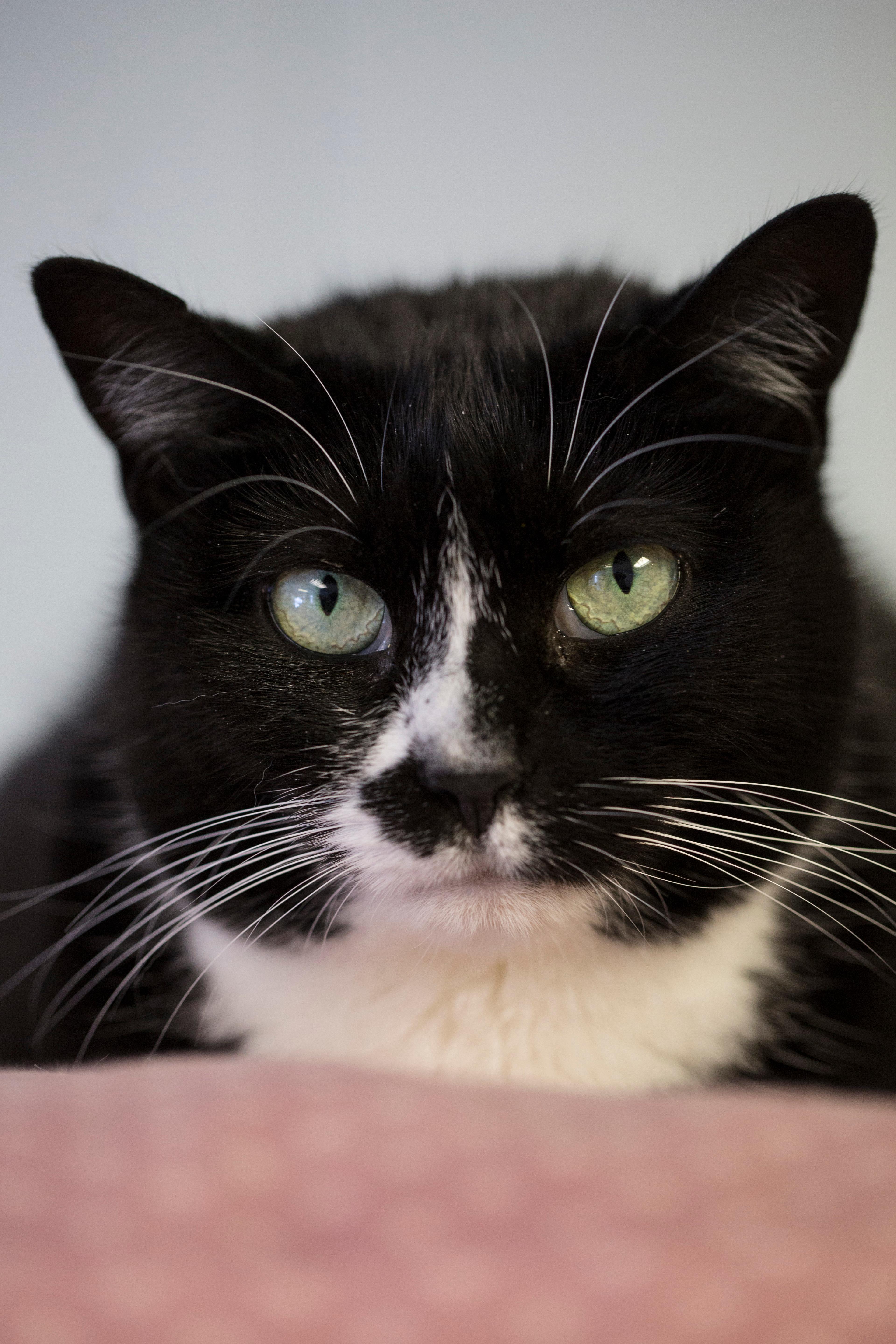 Trixie, an adoptable Domestic Short Hair, Tuxedo in New Canaan, CT, 06840 | Photo Image 3