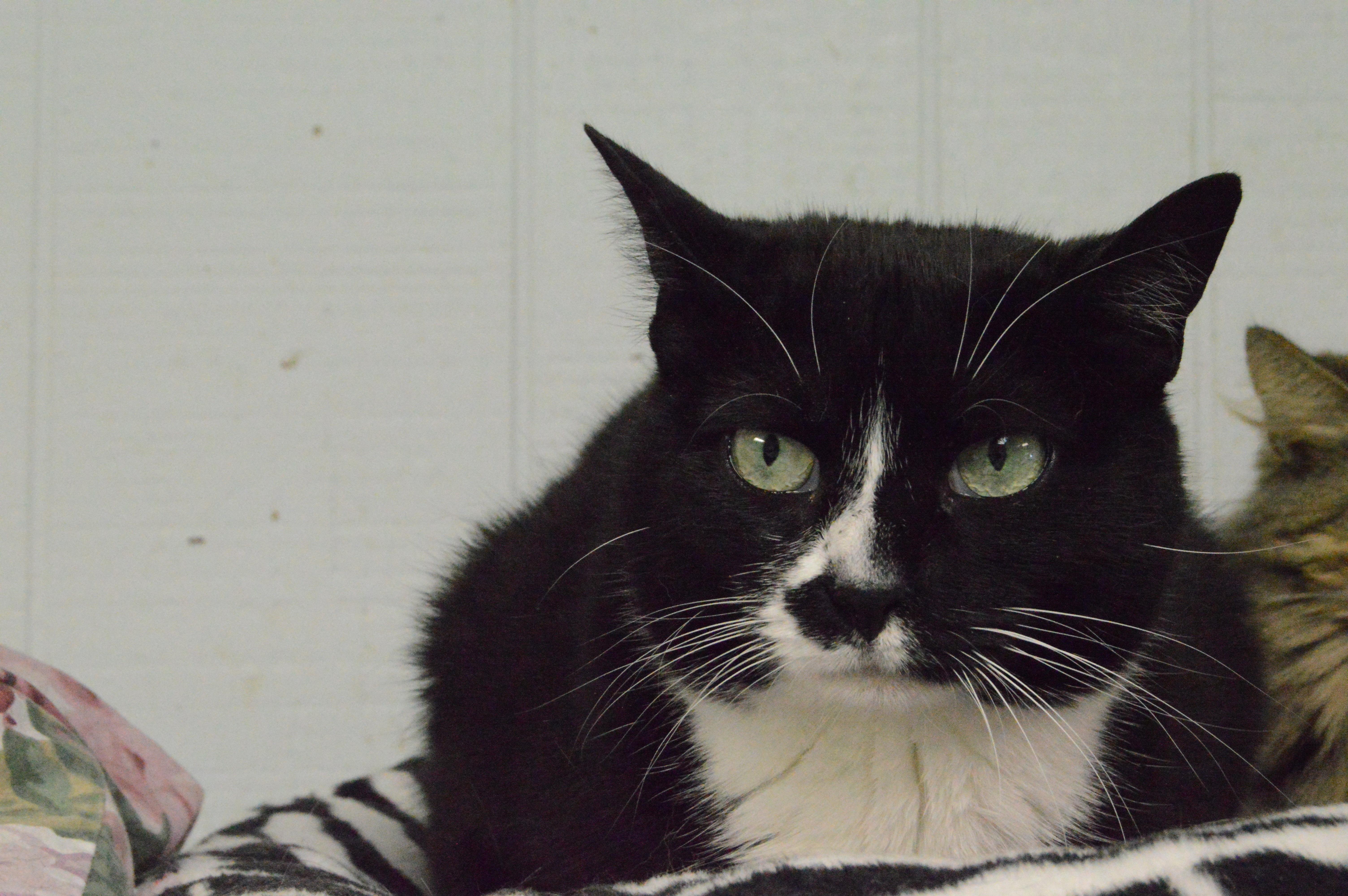 Trixie, an adoptable Domestic Short Hair, Tuxedo in New Canaan, CT, 06840 | Photo Image 4