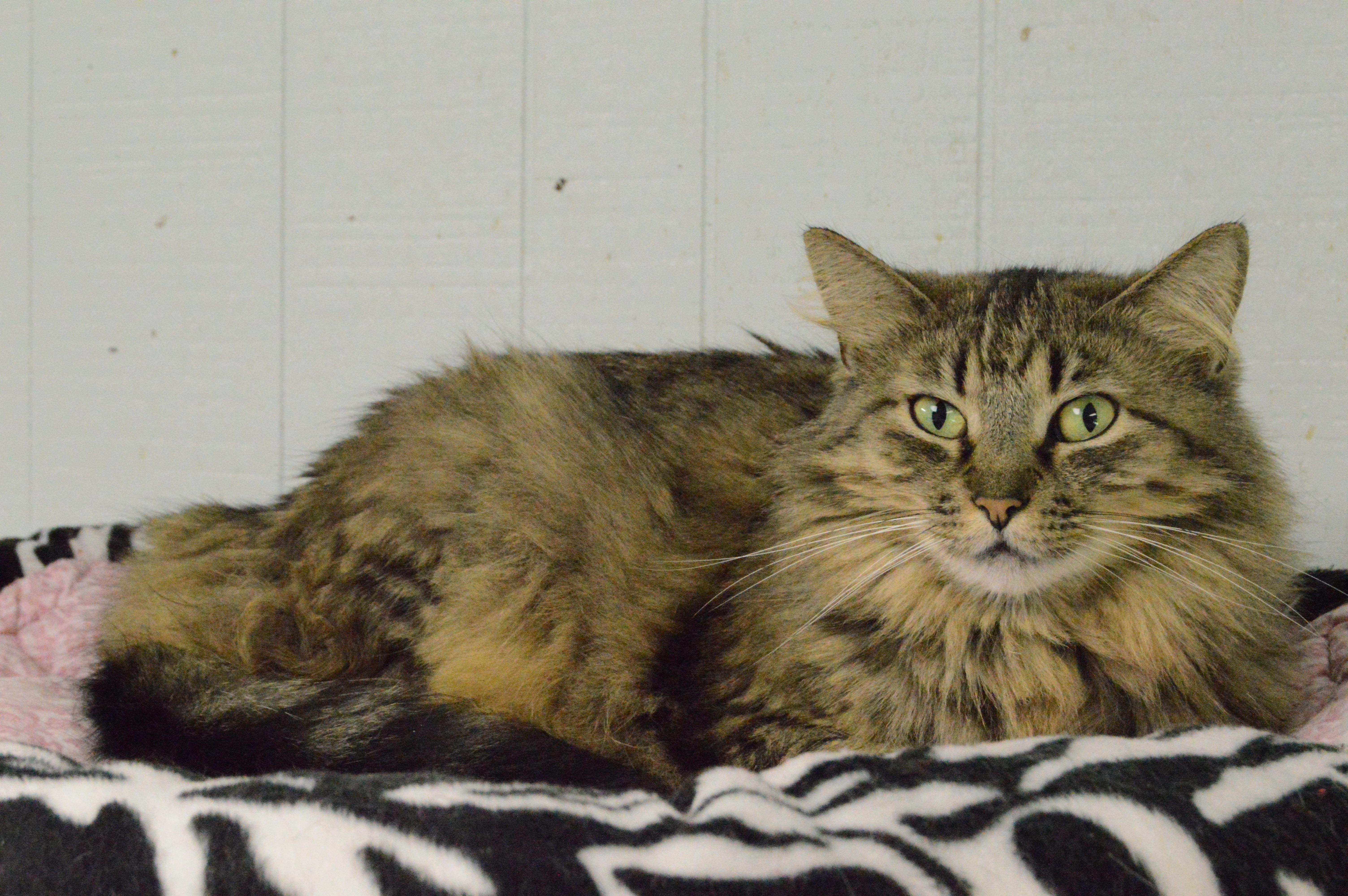 Juliet, an adoptable Maine Coon, Domestic Long Hair in New Canaan, CT, 06840 | Photo Image 4