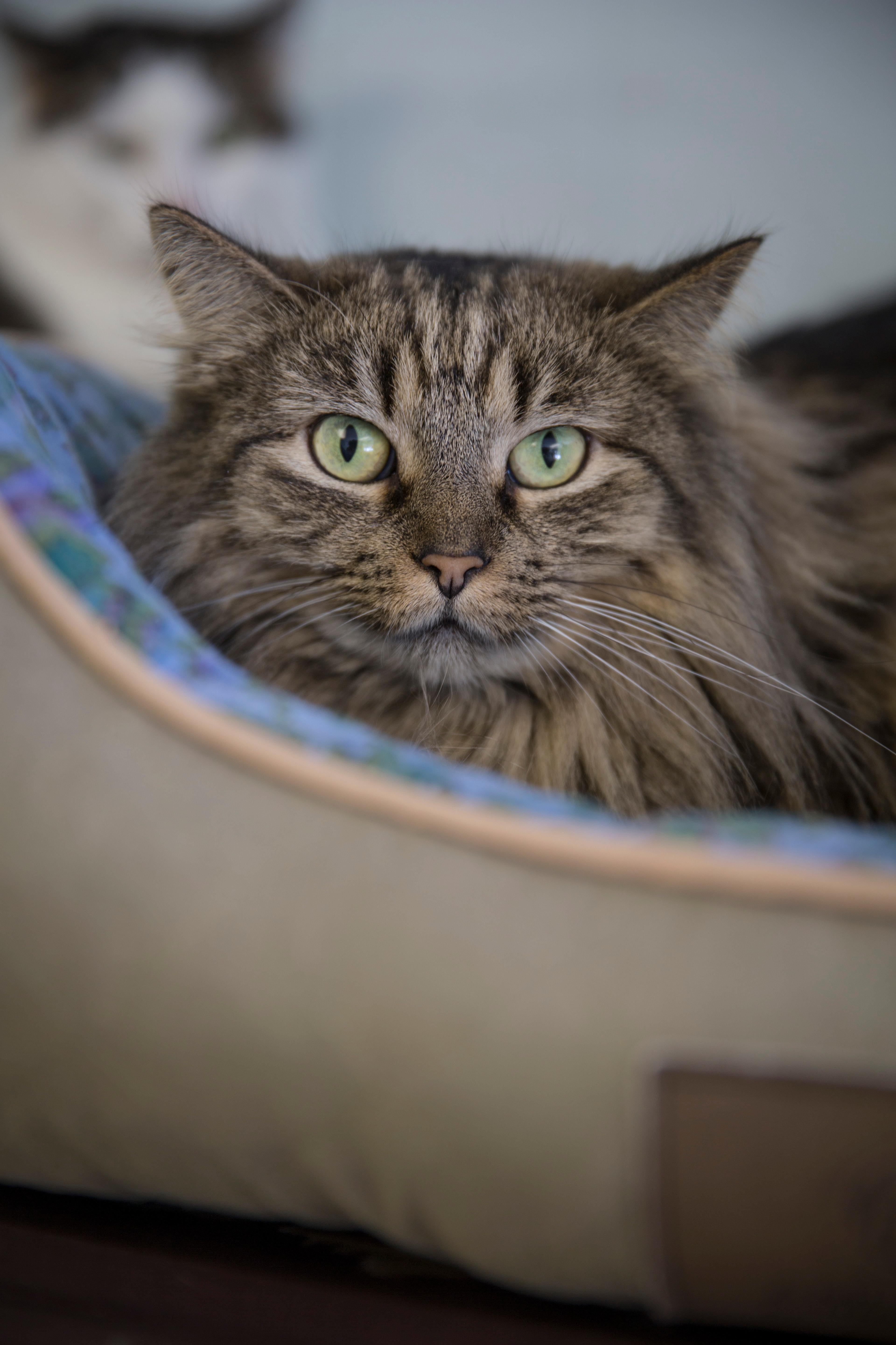 Juliet, an adoptable Maine Coon, Domestic Long Hair in New Canaan, CT, 06840 | Photo Image 5