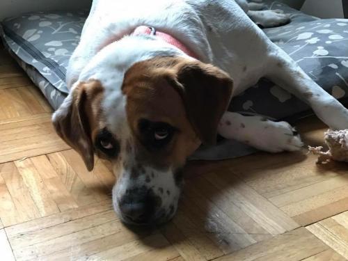 JACKIE O, an adoptable Hound in Holbrook, NY, 11741 | Photo Image 1