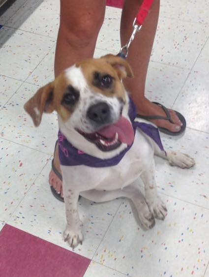 JACKIE O, an adoptable Hound in Holbrook, NY, 11741 | Photo Image 2