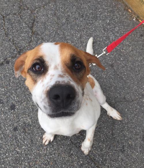 JACKIE O, an adoptable Hound in Holbrook, NY, 11741 | Photo Image 3