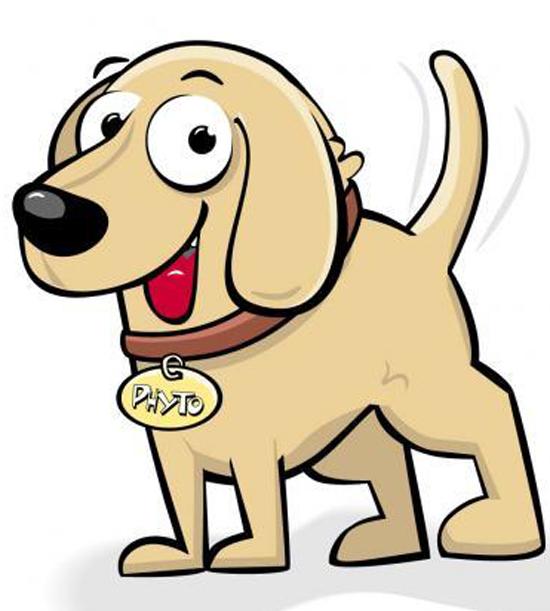 LITTLE DOG FOSTERS NEEDED 1