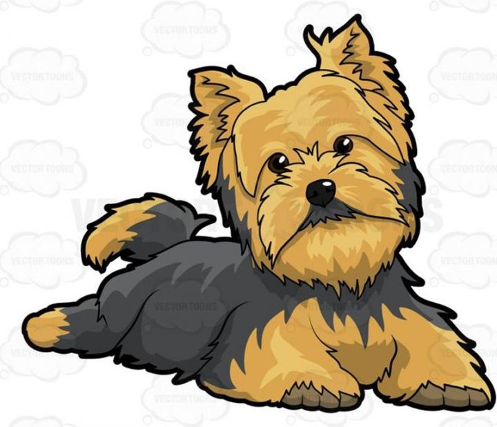 LITTLE DOG FOSTERS NEEDED 3