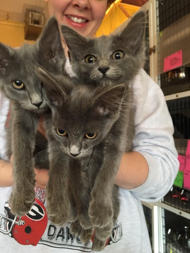 Cat For Adoption Rose A Domestic Long Hair Manx Mix In