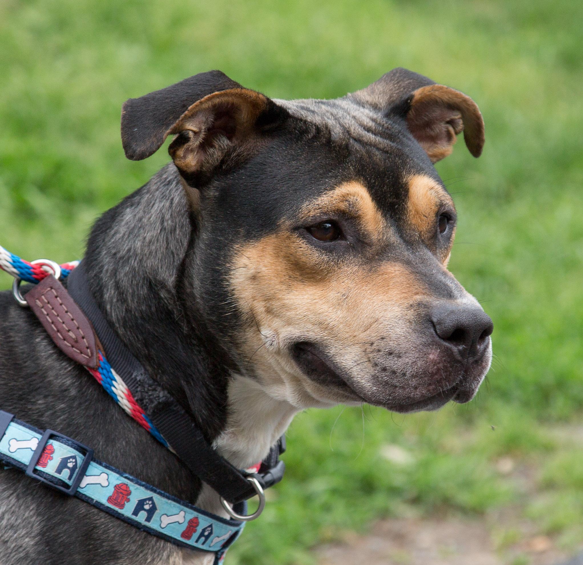 Gypsy, an adoptable Pit Bull Terrier in Stroudsburg, PA, 18360 | Photo Image 1