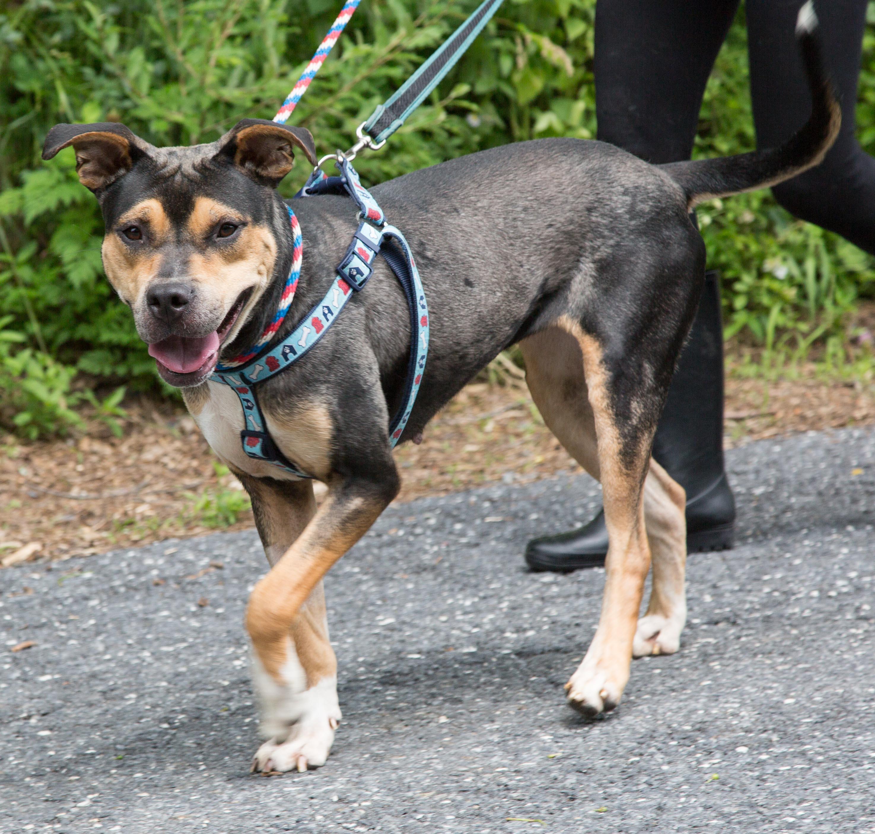 Gypsy, an adoptable Pit Bull Terrier in Stroudsburg, PA, 18360 | Photo Image 3
