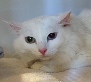 Princess, Senior Female unknown