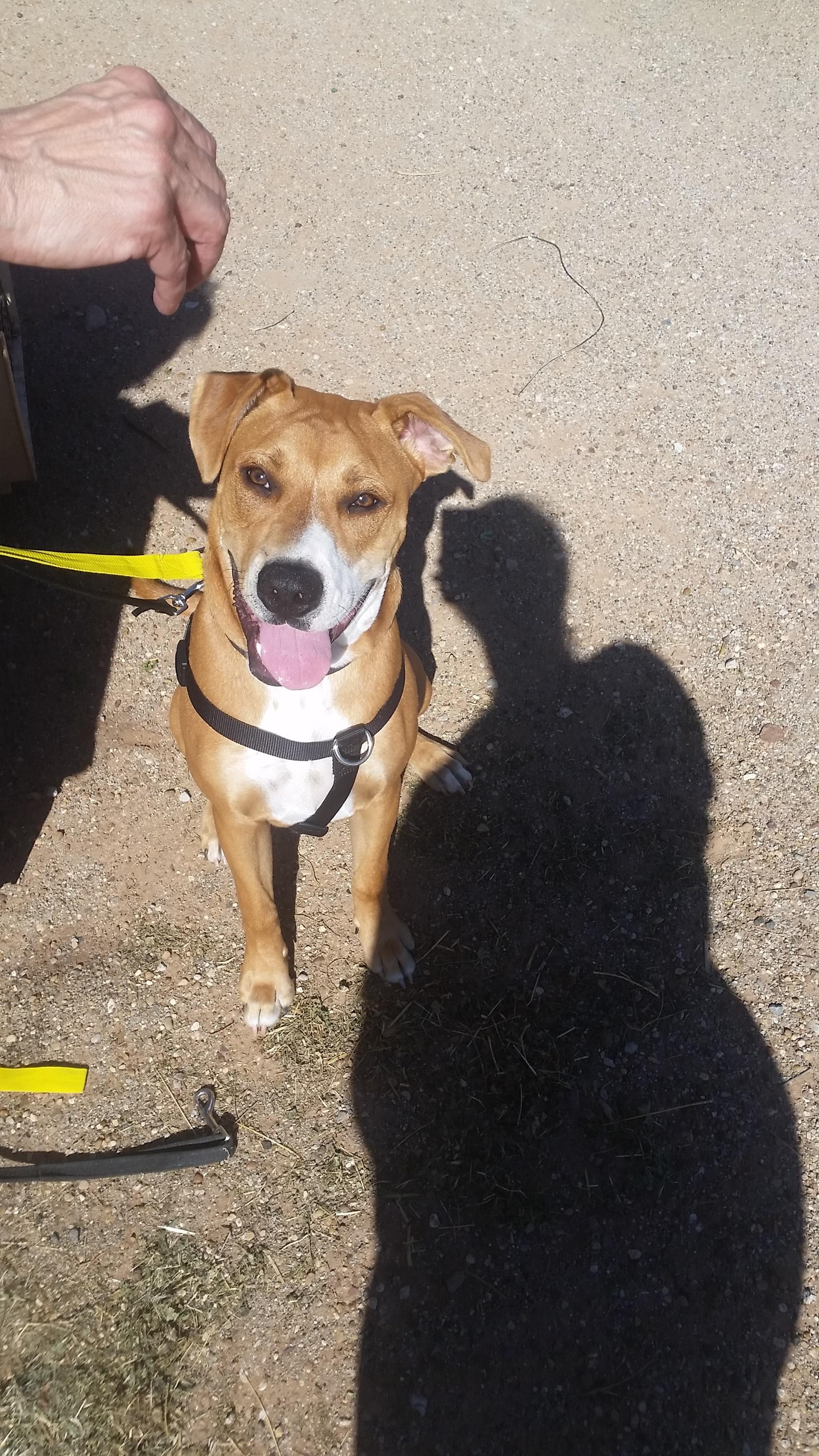 Albert (Courtesy Listing), an adoptable Coonhound in Lubbock, TX, 79424 | Photo Image 1