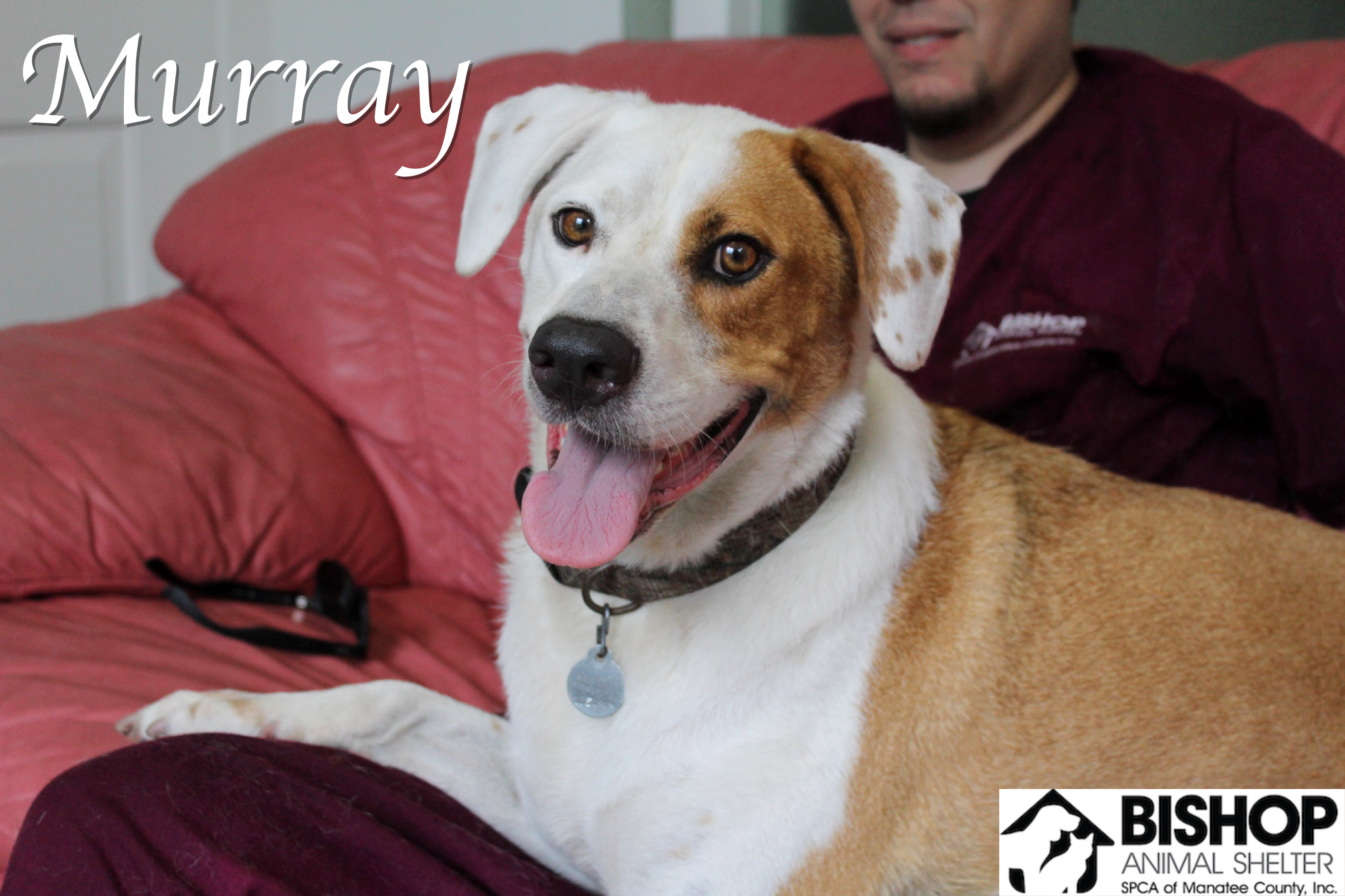 Murray, an adoptable Mixed Breed in Bradenton, FL, 34209 | Photo Image 2