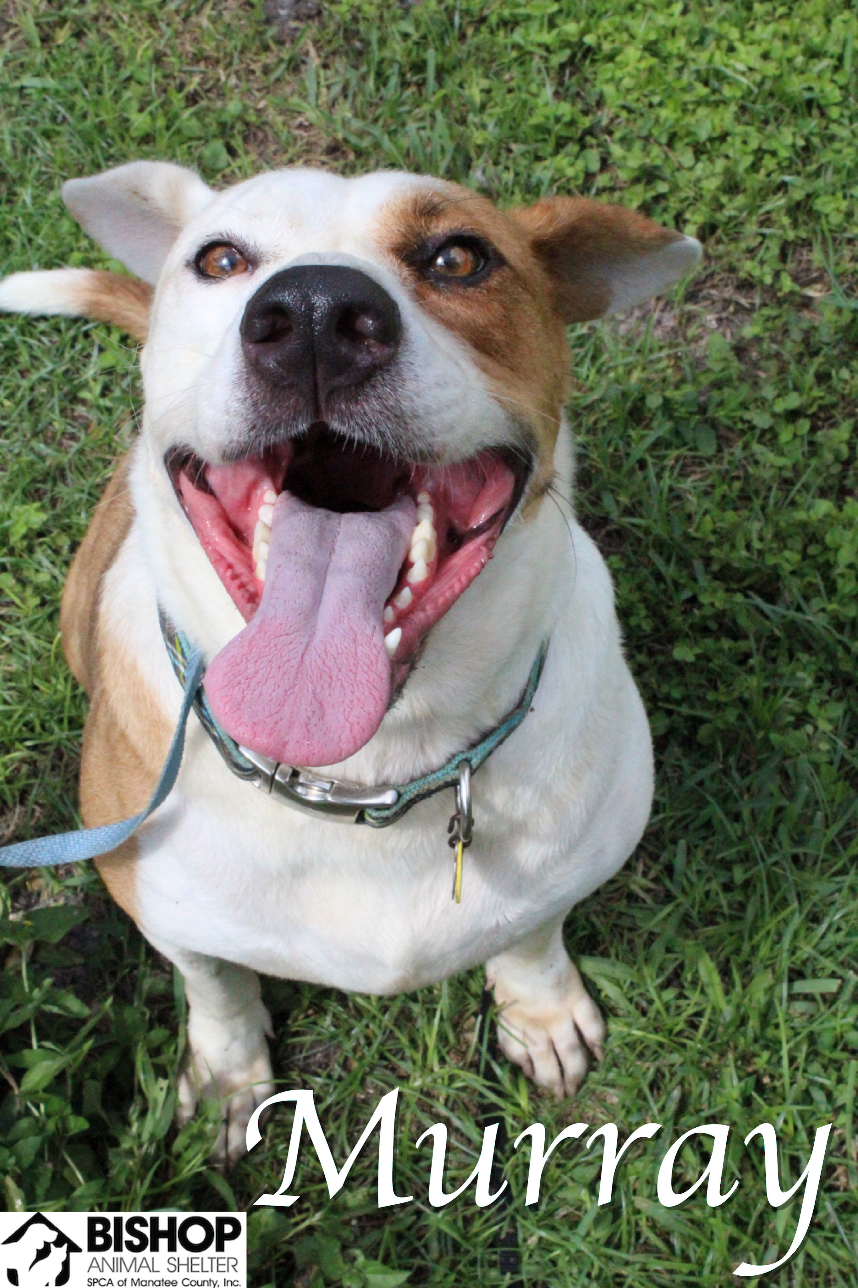 Murray, an adoptable Mixed Breed in Bradenton, FL, 34209 | Photo Image 3