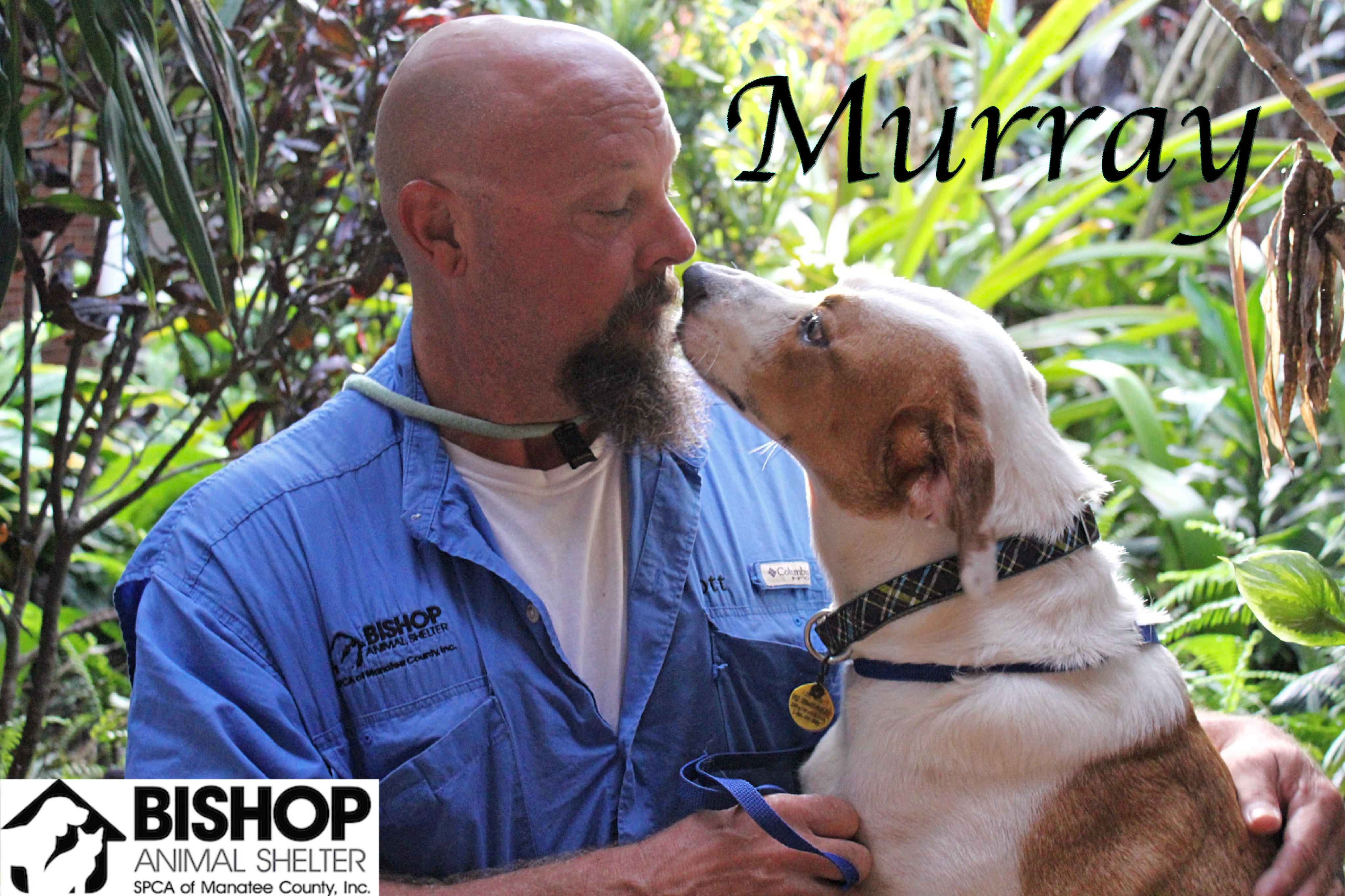 Murray, an adoptable Mixed Breed in Bradenton, FL, 34209 | Photo Image 5