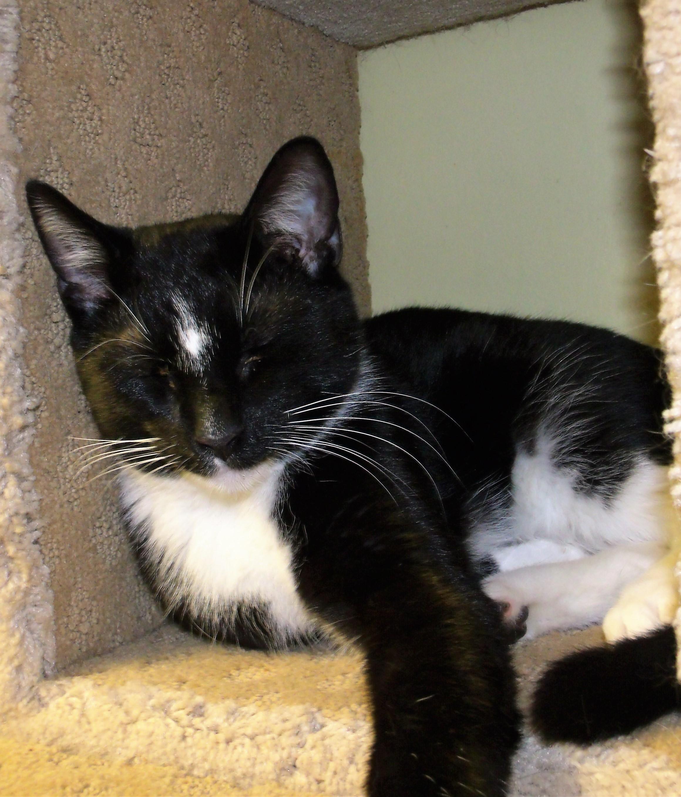 JERRIE, an adoptable Domestic Short Hair in Acme, PA, 15610 | Photo Image 1