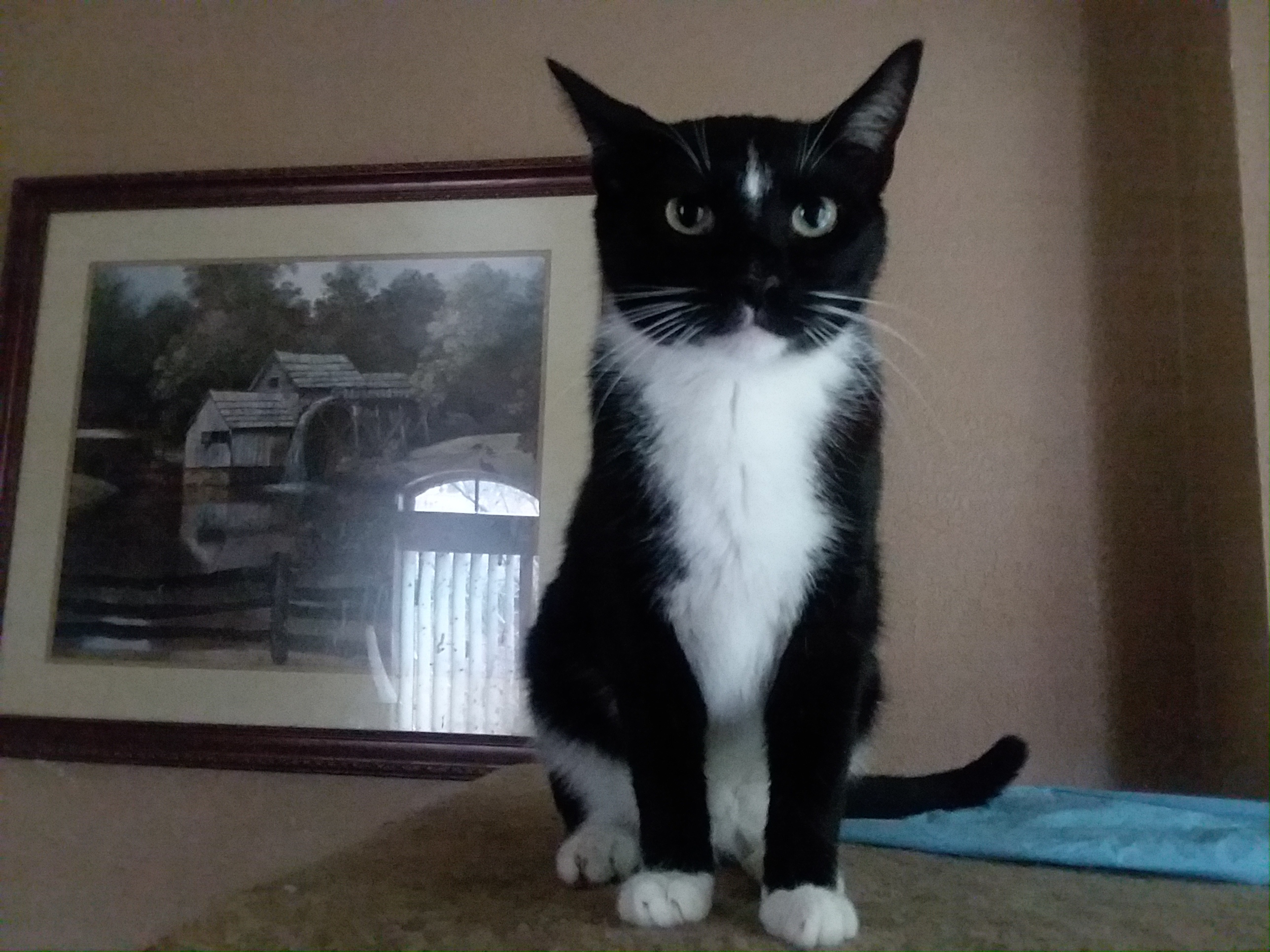 JERRIE, an adoptable Domestic Short Hair in Acme, PA, 15610 | Photo Image 2