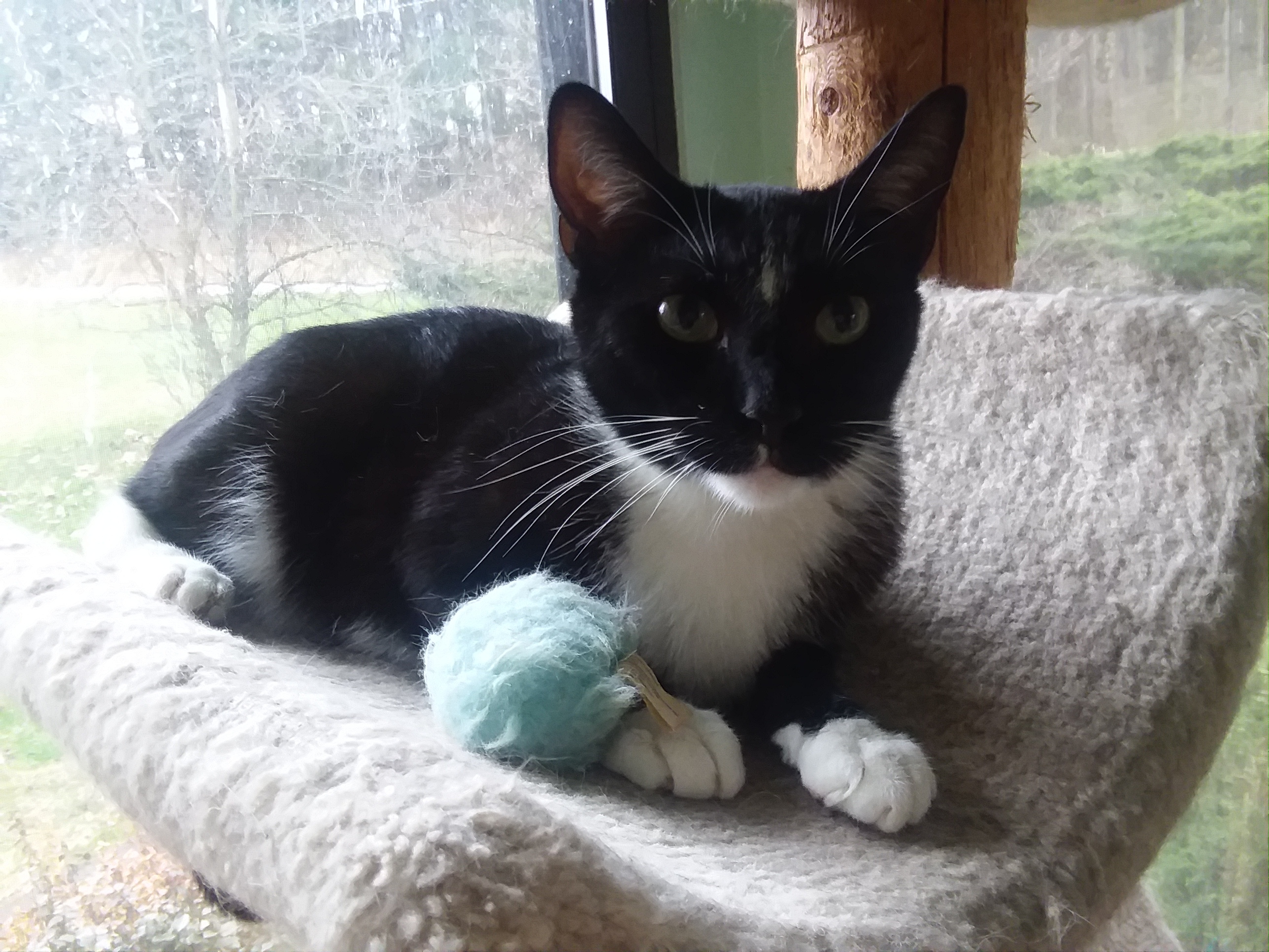 JERRIE, an adoptable Domestic Short Hair in Acme, PA, 15610 | Photo Image 4