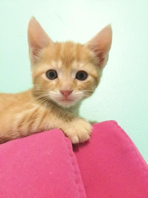 Scout -Orange kitties seem to grow into awesome cats 1