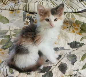 Peaches-Maine Coon mix baby