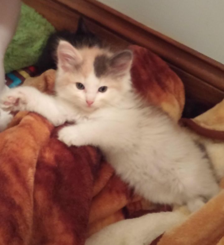 Peaches-Maine Coon mix baby 2