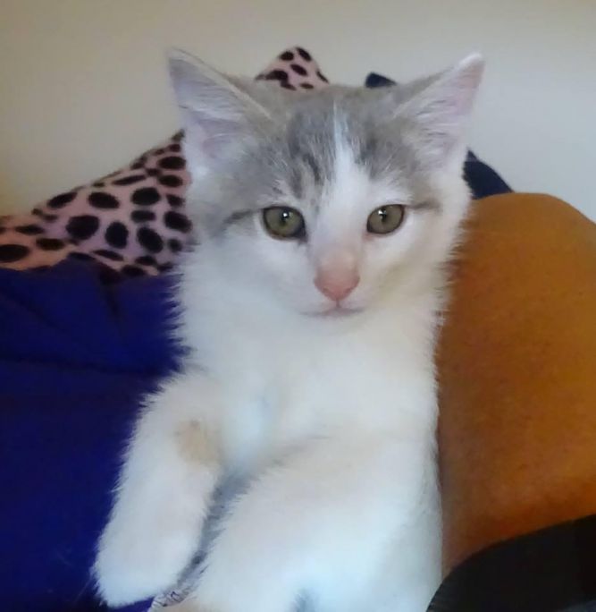 Hermoine-DECLAWED 4 month kitten