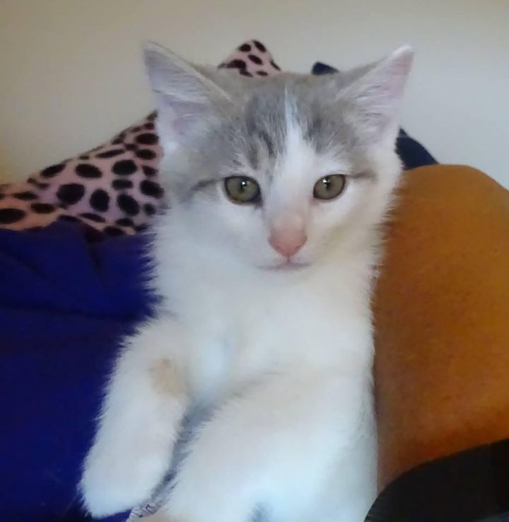 Hermoine-DECLAWED 4 month kitten 1