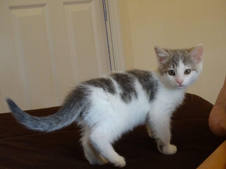 Hermoine-DECLAWED 4 month kitten 2