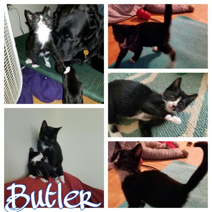 Butler - great with dogs 1