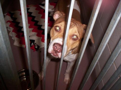 Sally-ADOPTED 1
