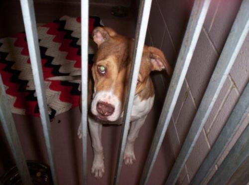 Sally-ADOPTED 3
