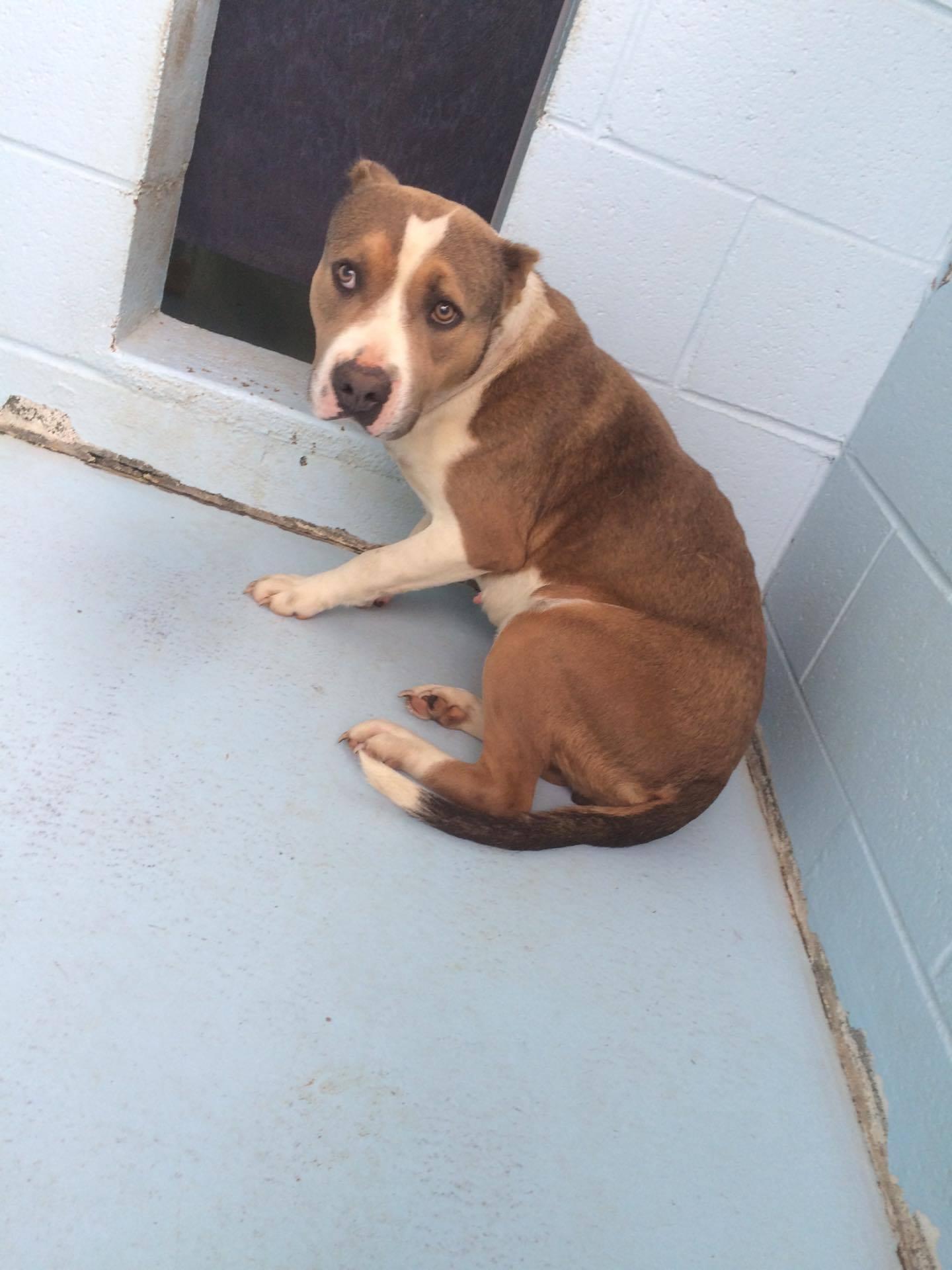 Demi, an adoptable Pit Bull Terrier, Australian Cattle Dog / Blue Heeler in Mechanicsburg, PA, 17055 | Photo Image 3