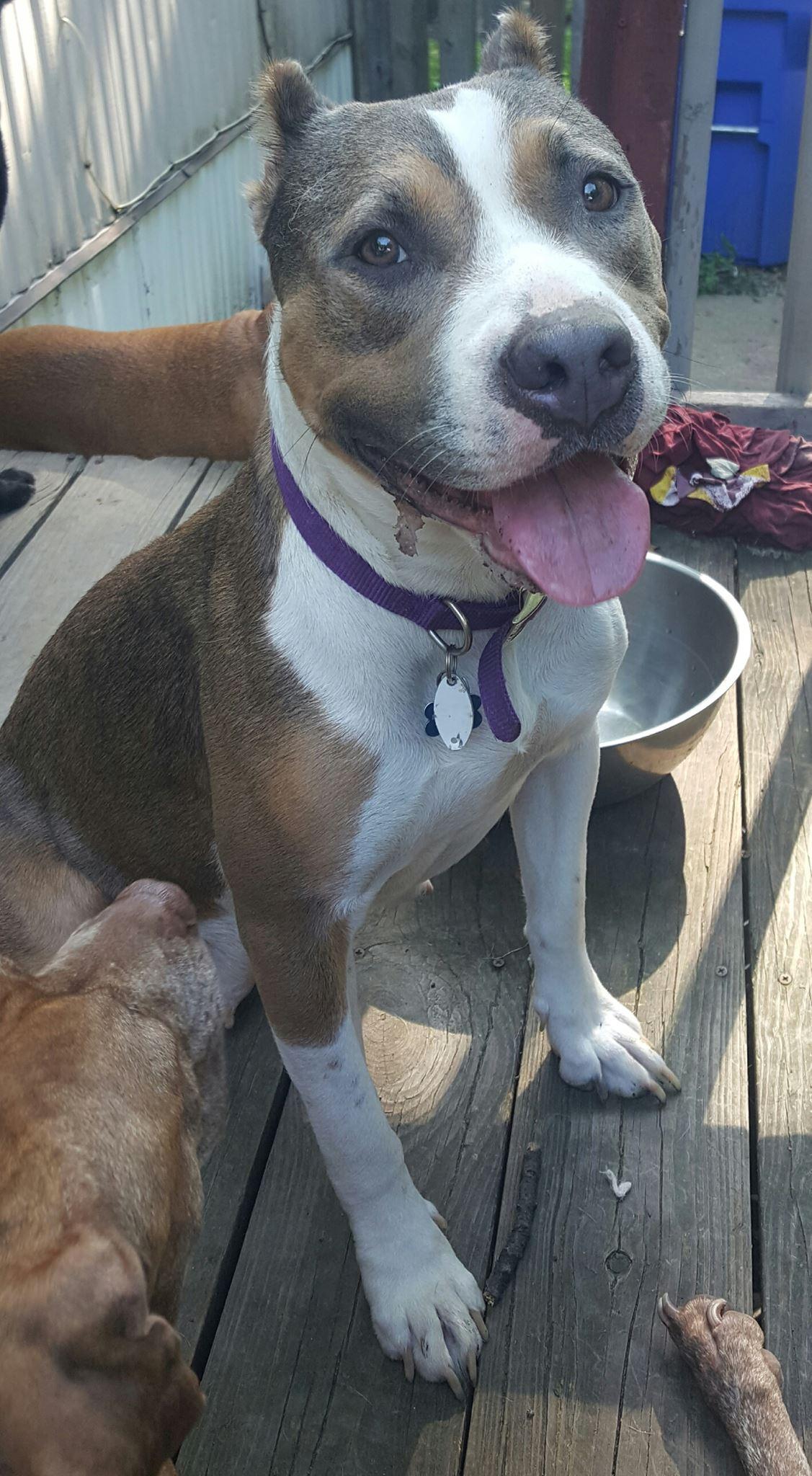 Demi, an adoptable Pit Bull Terrier, Australian Cattle Dog / Blue Heeler in Mechanicsburg, PA, 17055 | Photo Image 1