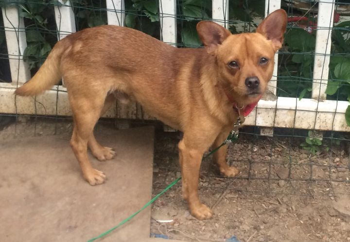 Dog For Adoption Benjamin A Pomeranian Shiba Inu Mix In