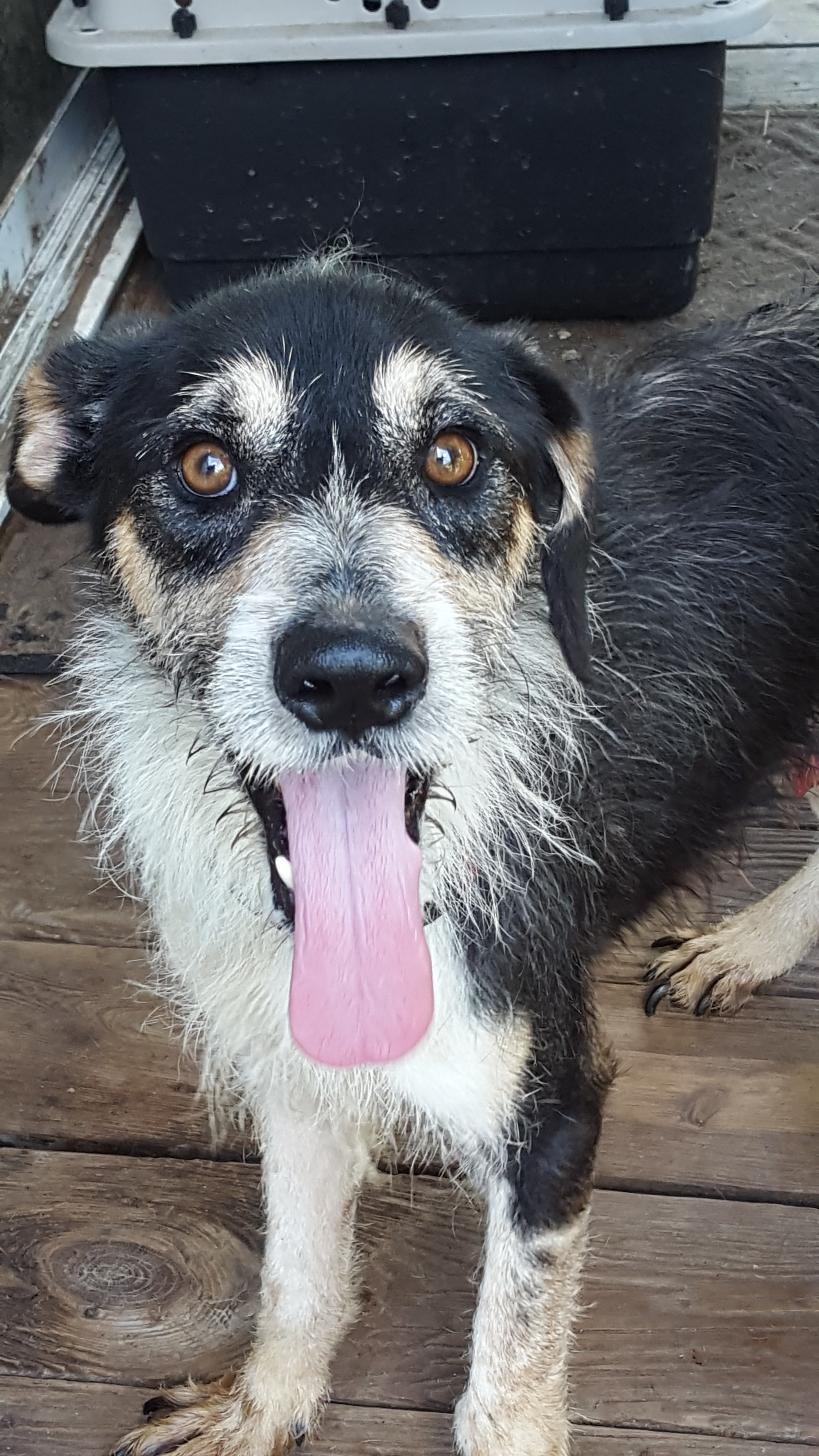 Toby (sweet Basset/Terrier mix: 49.5 lbs, age 8), an adoptable Terrier, Basset Hound in Kaufman, TX, 75142 | Photo Image 1