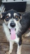 Toby  photo 1