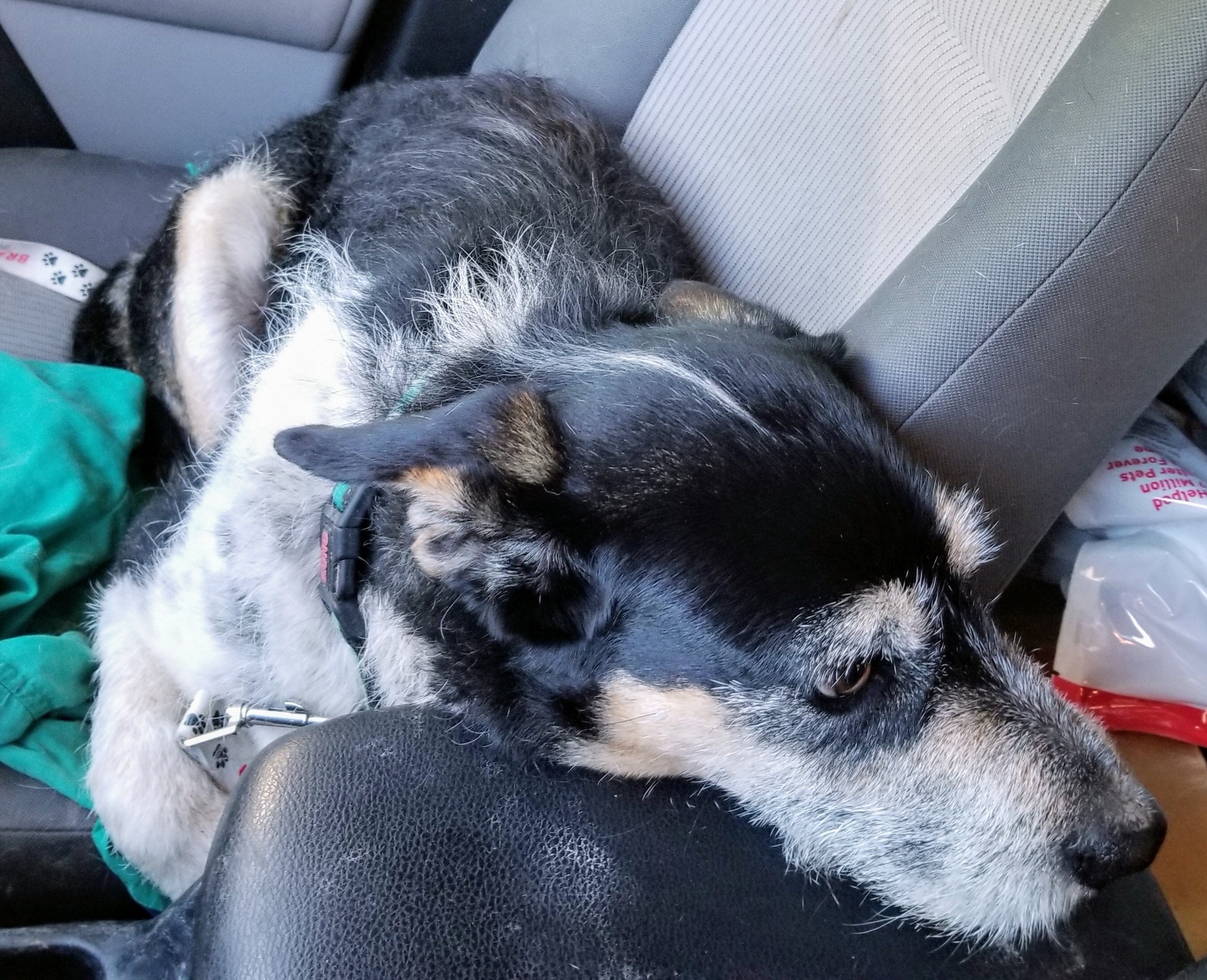 Toby (sweet Basset/Terrier mix: 49.5 lbs, age 8), an adoptable Terrier, Basset Hound in Kaufman, TX, 75142 | Photo Image 2