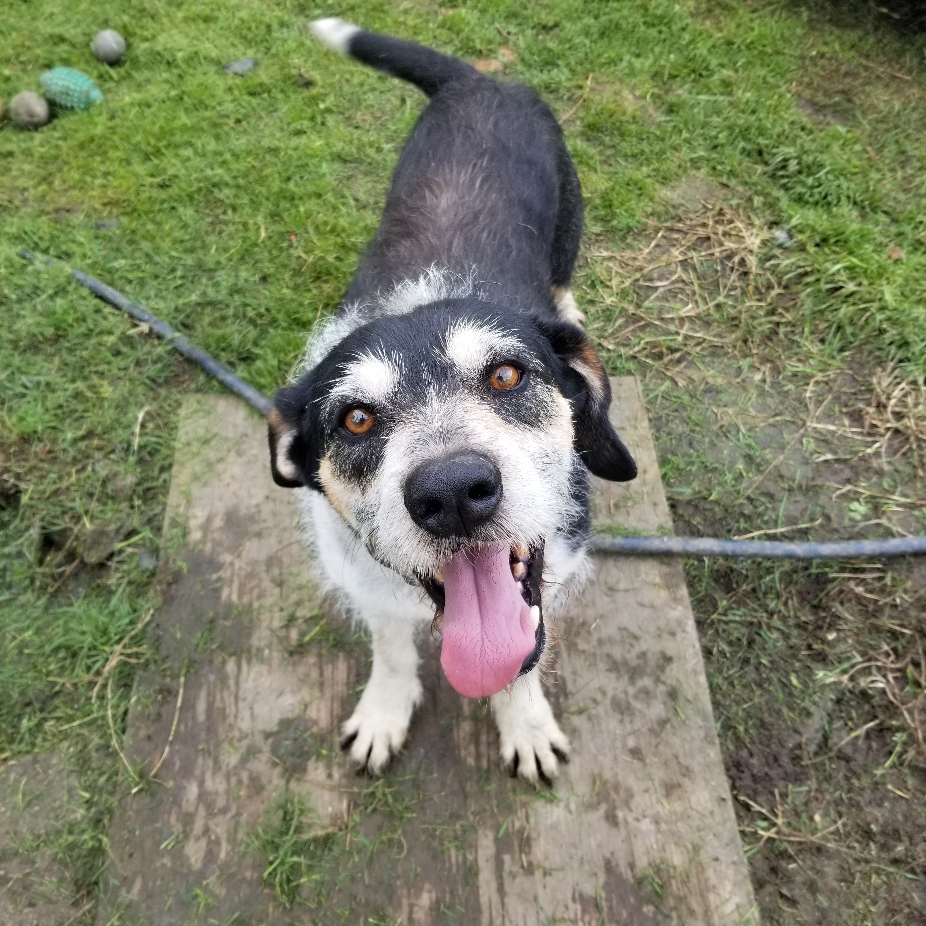 Toby (sweet Basset/Terrier mix: 49.5 lbs, age 8), an adoptable Terrier, Basset Hound in Kaufman, TX, 75142 | Photo Image 3